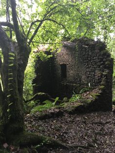 an old brick building in the woods with moss growing on it's walls and trees