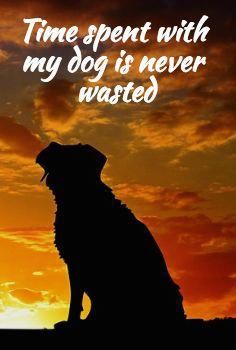 a dog sitting in front of a sunset with the words time spent with my dog is never wasted