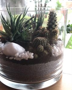 Mit unseren cleveren Dekotipps umschiffst du den Lastminute-Stress vor den FeiertagenDas Tolle daranDu kannst heute schon damit anfangenUnd alle Dekorationen sind so strapazierfähigdass du sie... Succulents In Glass, Kaktus Dan Sukulen, Diy Succulent Terrarium, Succulent Garden Indoor, Beautiful Terrariums, Succulent Garden Design, Succulent Garden Diy