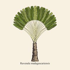 a drawing of a palm tree with the words ravenala madagascarensens on it