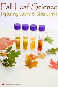 fall leaf science for kids exploring colors and chlorphly with leaves on the table