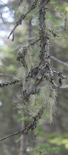 a bird perched on top of a tree branch with lichen and moss growing all over it