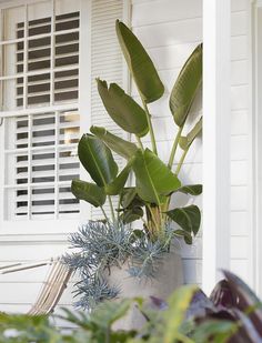 a potted plant sitting on top of a wooden table in front of a white house