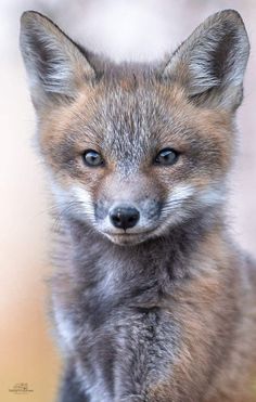 a close up of a small fox with blue eyes