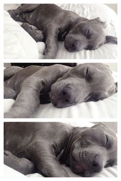 two pictures of a dog sleeping on a bed