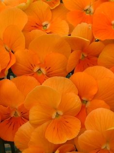 many orange flowers with green stems in the background