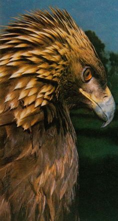 a close up of a bird with feathers on it's head