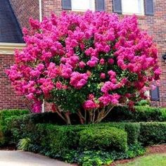 a pink tree in front of a brick building