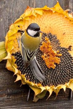 a bird perched on top of a sunflower