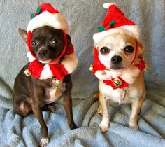 two small dogs wearing christmas hats and scarves