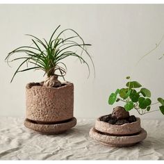 two potted plants sitting next to each other on top of a white table cloth