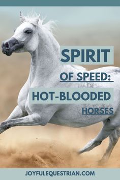 a white horse with the words spirit of speed hot - blooded horses