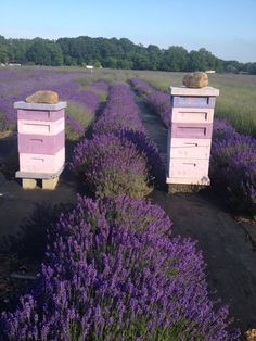 two beehives sitting in the middle of a lavender field