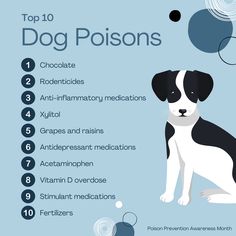 the top 10 dog poisons for dogs is shown in black and white on a blue background