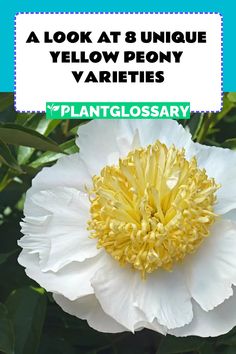 a large white flower with yellow stamen in the center and text overlay that reads, a look at unique yellow peony varieties