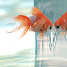 two goldfish in an aquarium looking at each other's eyes with their tails sticking out