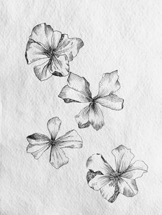 three flowers are shown in black and white on a piece of paper with some ink