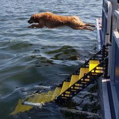 a dog jumps into the water from a boat ramp to retrieve it's owner