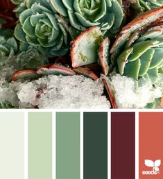 the color scheme is green, brown and white with succulents in it