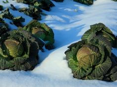 What Winter Vegetables Can I Grow Garden Tips 2024 Northern Nester