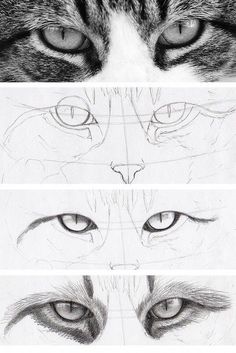 three different views of the eyes of a cat, each with their own point of view