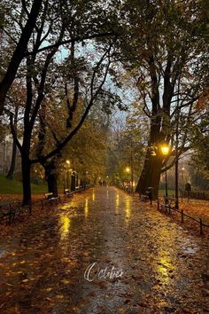 an empty park with trees and benches in the rain at night, illuminated by street lamps