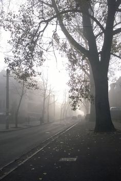 the sun shines through the foggy trees on a street in an urban area