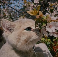 a close up of a cat smelling a flower on a tree branch with pink flowers in the background