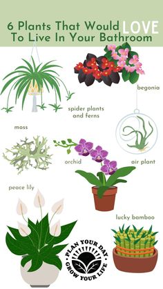 the 6 plants that would love to live in your bathroom - infographical poster