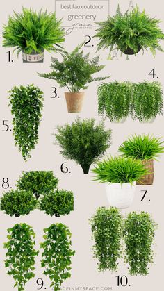 the different types of plants that can be used to grow in pots or planters