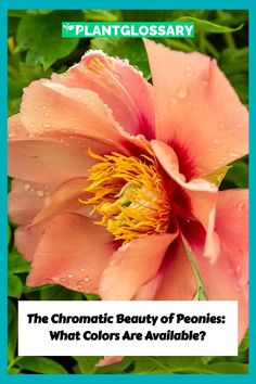 the chromaticic beauty of peonies what colors are available?