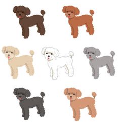 different types of poodles on white background stock photo and royalty free images at getdraed com