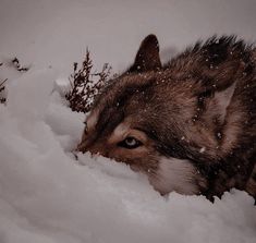 a wolf laying down in the snow with its head sticking out from it's side