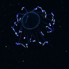 a jellyfish in the dark with blue lights on it's back legs and head