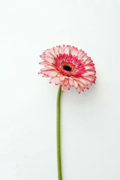 a single pink flower on a white background