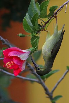 a hummingbird feeding from a flower on a tree branch