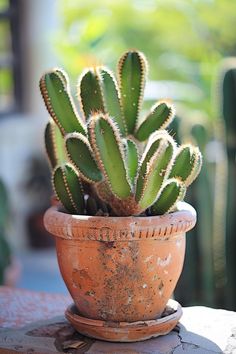 a cactus in a clay pot on a table