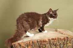 a cat standing on top of a tree stump