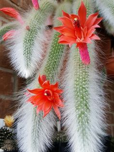 red and white flowers are growing on the side of a brick wall in front of a green cactus