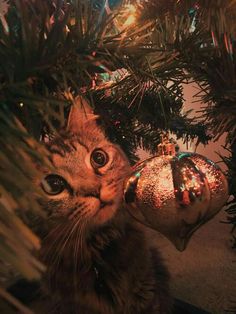 a cat peeking out from behind a christmas tree ornament with lights on it