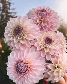 a bunch of pink flowers in someone's hand