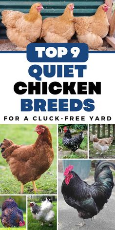 chickens and roosters are featured in the top 9 quiet chicken breeds for a quick - free yard