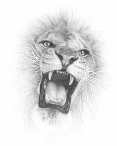 a pencil drawing of a lion's face with its mouth open and it's teeth