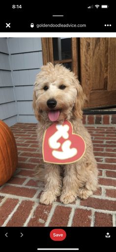 a brown dog sitting on top of a brick floor next to a pumpkin and a sign