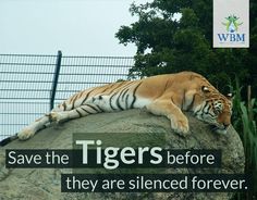 a tiger laying on top of a large rock