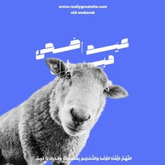 a sheep with an ear tag on it's head in front of a blue background