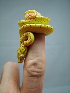 a hand holding a tiny yellow snake on it's finger