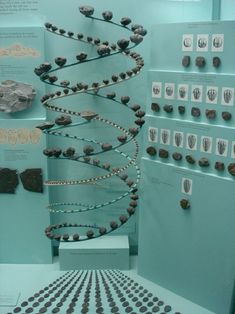 a display case filled with lots of different types of rocks and stones on blue walls