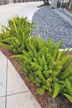 some very pretty green plants by the sidewalk