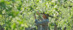 a man in plaid shirt and hat picking leaves from tree